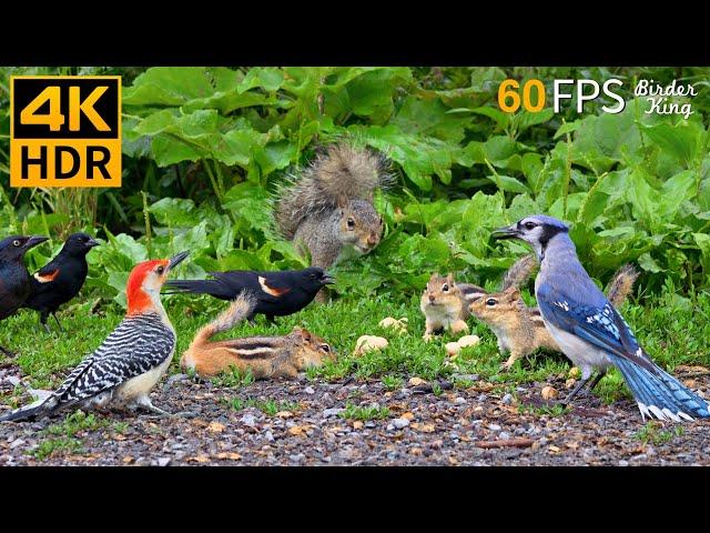 Cat TV for Cats to Watch  Nonstop Chipmunks, Birds, Squirrels  8 Hours 4K HDR 60FPS