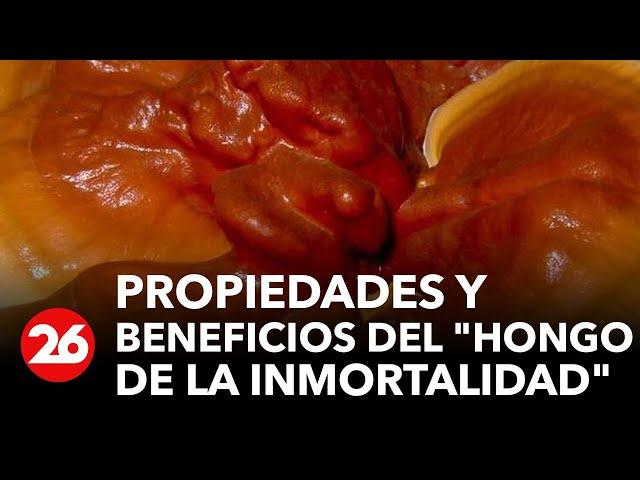 Revelan propiedades y beneficios del "hongo de la inmortalidad"