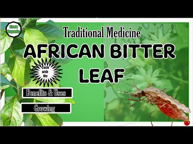 Traditional Medicine | African Bitter Leaf | Vernonia amygdalina | Part 1