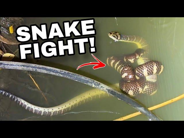 Venomous Snakes FIGHT! (THAILAND)