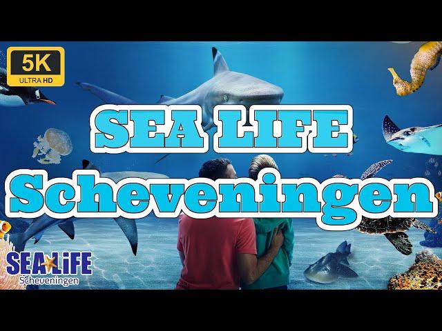 SEA LIFE Scheveningen Zeeaquarium 5K 60fps