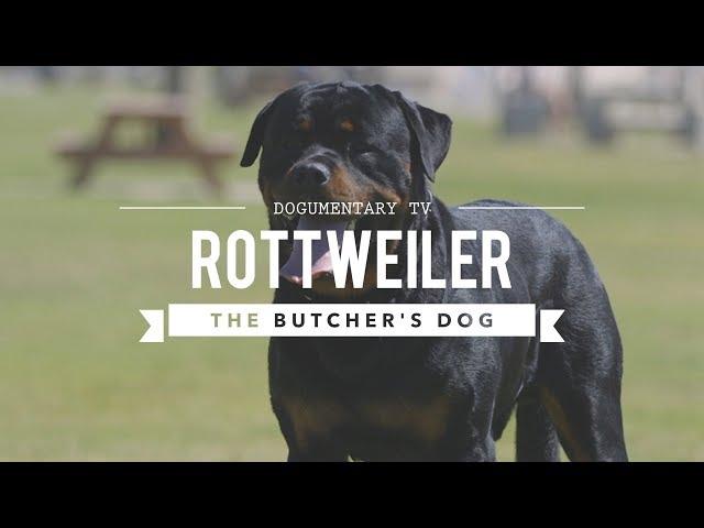 ALL ABOUT ROTTWEILERS : THE BUTCHER'S DOG