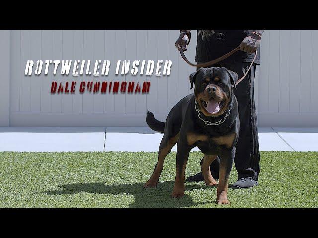 Rottweiler Training Tips From A Legendary Expert