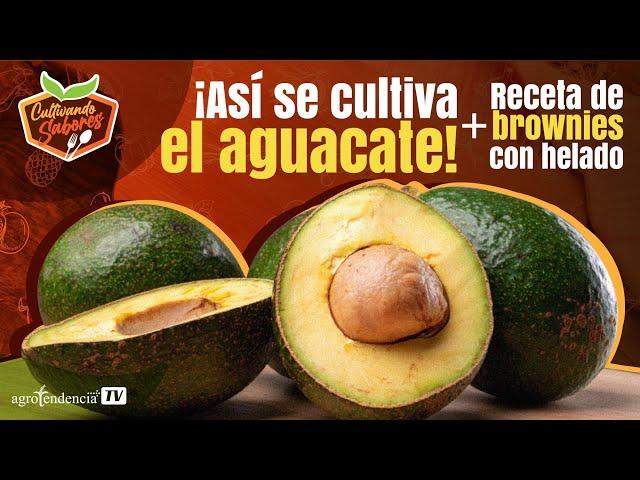  Descubre el secreto para producir aguacates todo el año - EPI #6