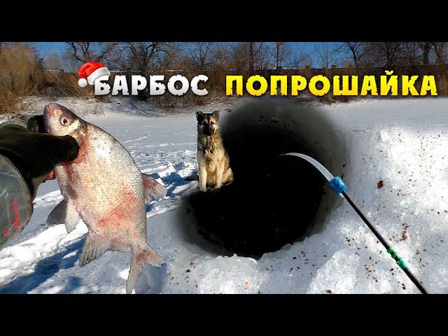 Зимняя рыбалка 2020! Ловля леща зимой! Барбос отобрал добычу :)