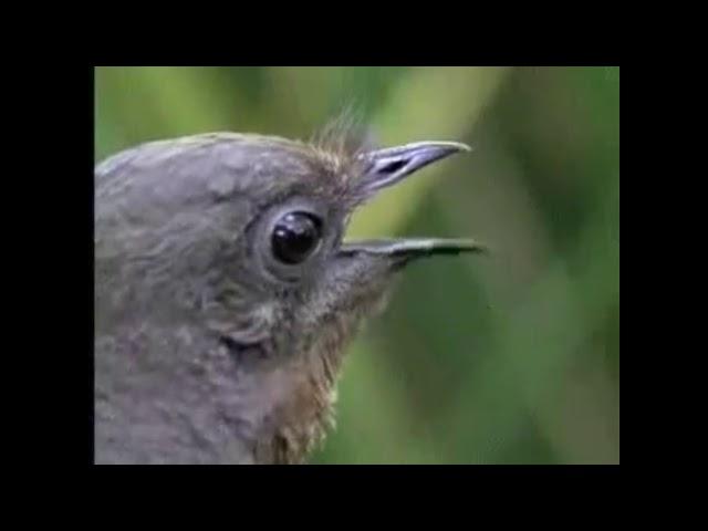 Лира ( Лирохвост ). Птица, имитирующая звуки бензопилы и сигнализации.