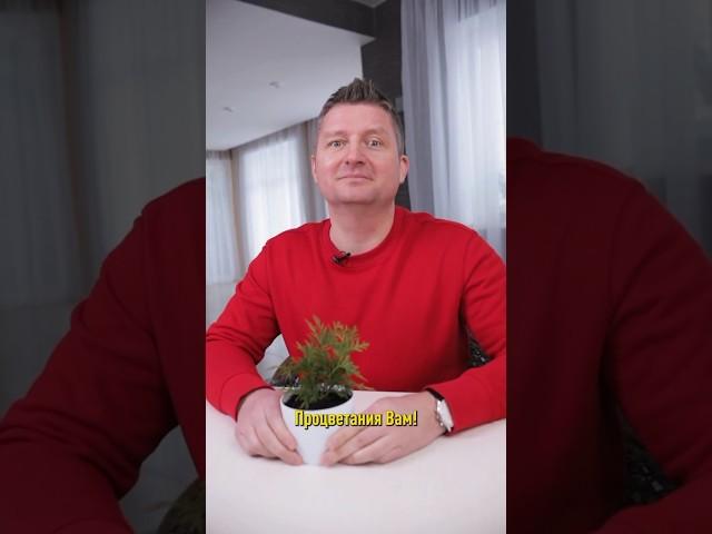 Хватит покупать туи! Их легко вырастить самому и совершенно бесплатно!