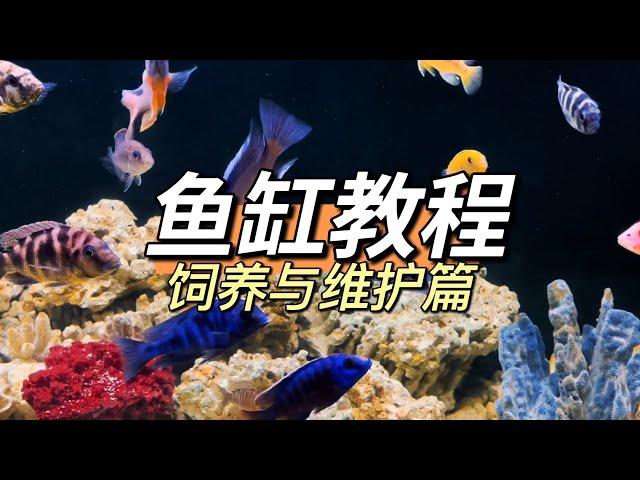 偽海水魚缸/水族箱DIY教程（下集）- 飼養與維護篇