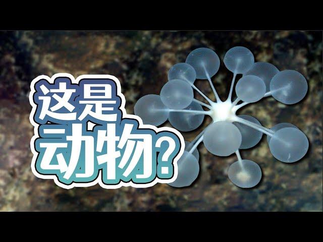 【鬼谷说】海绵：轮回引渡人