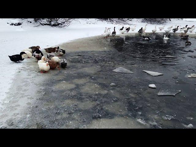 Содержание гусей зимой/ Условия для разведения гусей/ Гуси домашние. дом велеса жизнь за городом