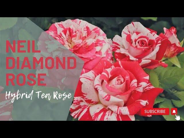 Neil Diamond Rose | Rosa Neil Diamond | Hybrid Tea Rose