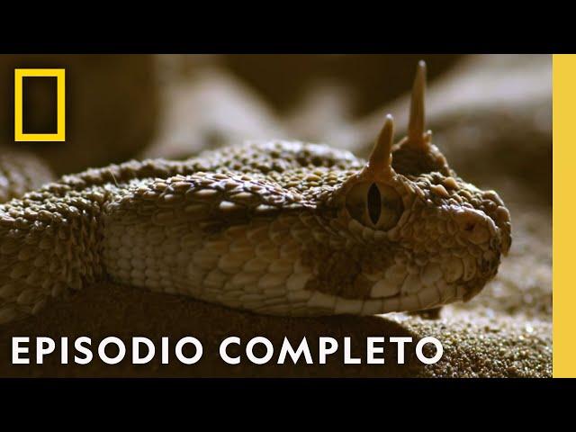 Animales del Terror | Muerto al Amanecer | Nat Geo en Español