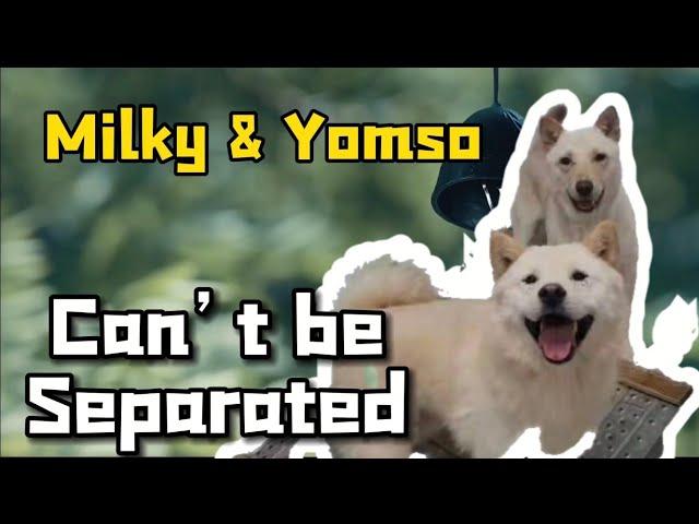 Rescued Jindos in Korea moving to Newyork! Milky&Yomso