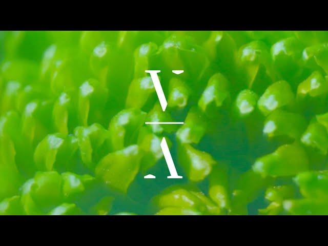 Dirty South & Jantine - In Bloom [Extended Mix]