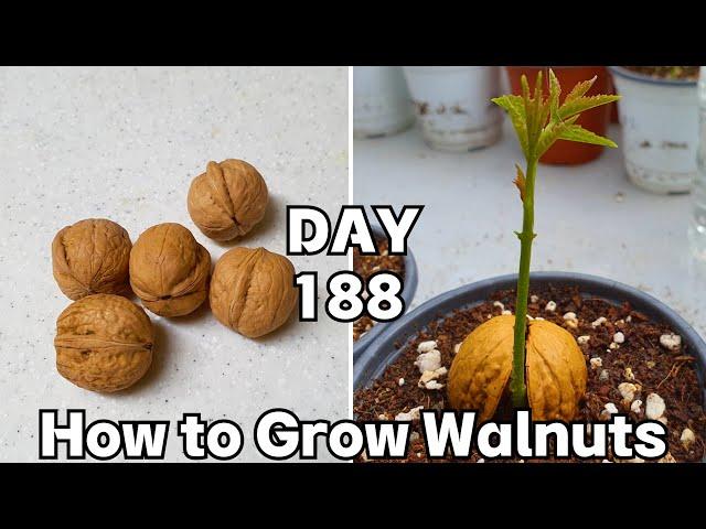 집에서 호두 싹틔우기 (7개월)  : Easy to Grow Walnut From Seeds (7 months)