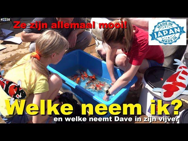 WELKE JAPANSE KOI KARPERS gaan we HOUDEN. HQ FISH from MIYATORA KOI FARM JAPAN  #2238