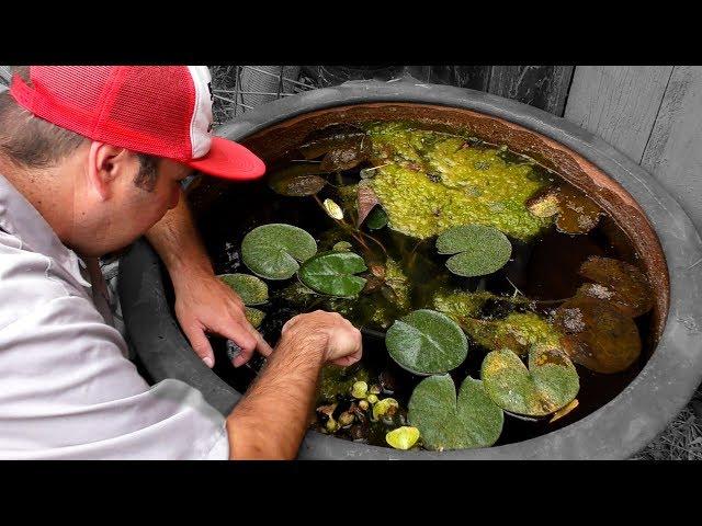 Corydoras, Plecos and Swordtails oh my! Fish Room Tour.