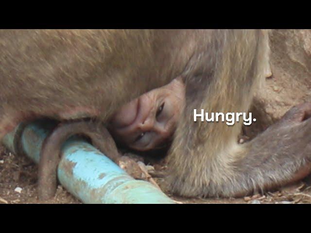 ลิงลพบุรีThe baby monkey was weak because it was prohibited from drinking milk by the mother monkey.