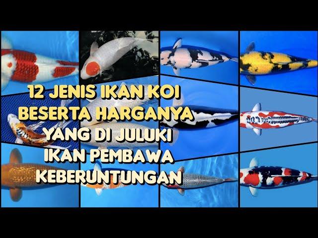 12 JENIS IKAN KOI BESERTA HARGANYA | IKAN KOI INI DI JULUKI IKAN PEMBAWA KEBERUNTUNGAN