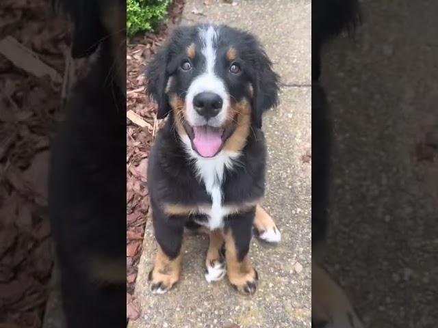 Watch My Bernese Mountain Dog Puppy Grow Up in 30 Seconds