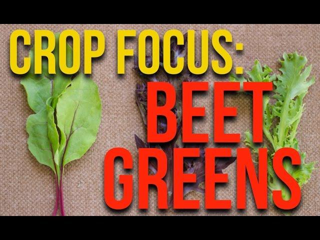 From Roots to Greens: Exploring the Versatility of Beets