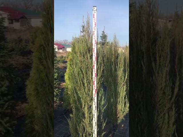 Можжевельник Блю Арроу в грунте ! Скоро начнём копать ! Высота 180-200 см