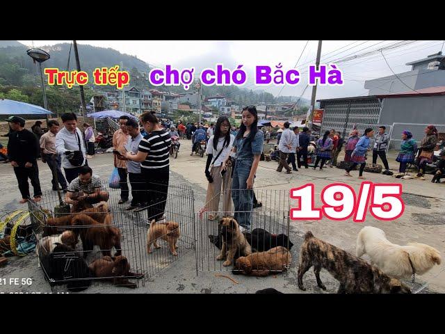 Trực tiếp chợ chó bắc hà 19/5 chợ rất nhiều chó đẹp/Bac Ha maket dog #bachatv #bachamaketdog