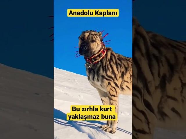 Kaplan Görünümlü Kangal Anadolu Parsı #shorts