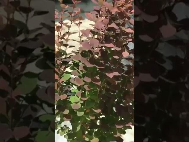#plants #garden #love