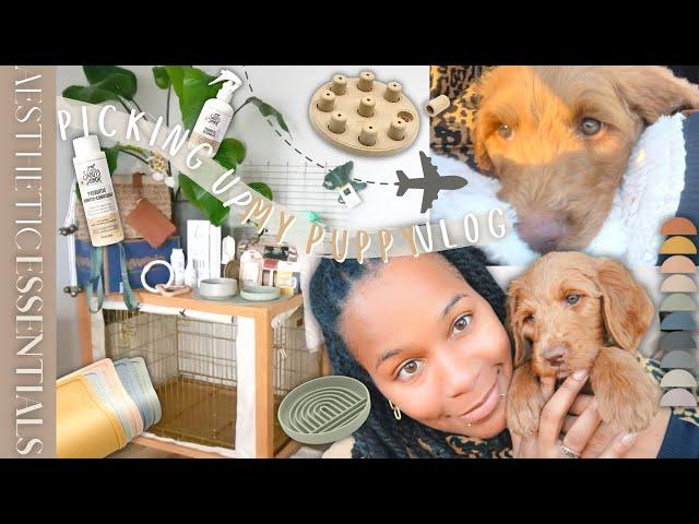 I GOT A PUPPY! AESTHETIC PUPPY ESSENTIALS HAUL | PICKING UP MY GOLDENDOODLE | FIRST DAY WITH PUPPY