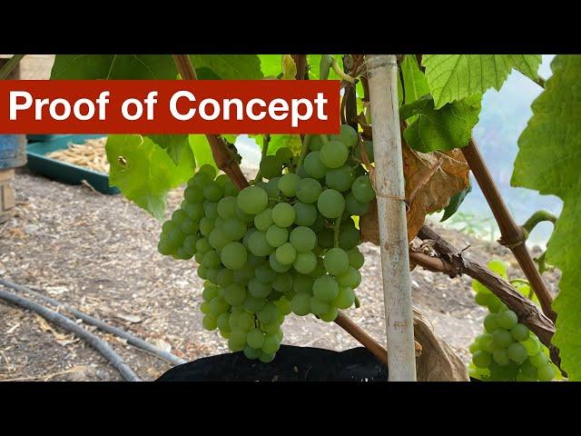 Growing Grapes in Containers - Proof of Concept