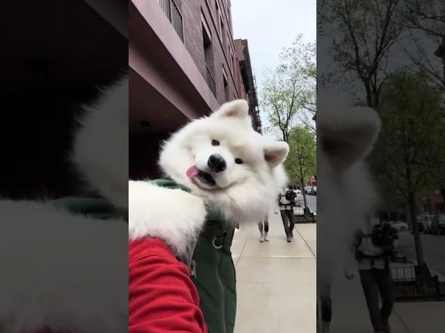 New Day, New Samoyed BackPack Video!