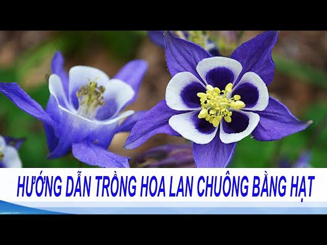 Cách Trồng Và Chăm Sóc Hoa Lan Chuông | Hạt giống hoa Lan Chuông (hoa Bồ Câu) nhập khẩu