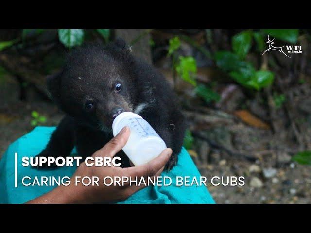 Orphaned Bear cubs at CBRC