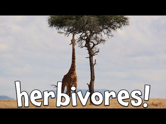 Herbivores!  Learning Herbivore animals for Kids