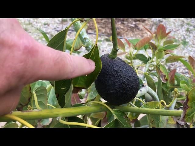 How to supercharge your avocado tree leaves...