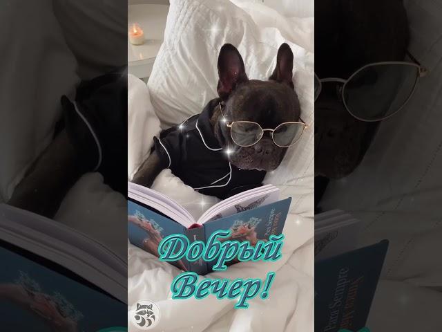 Добрый вечер!
