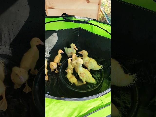 Baby ducks' first bath - cuteness overload!