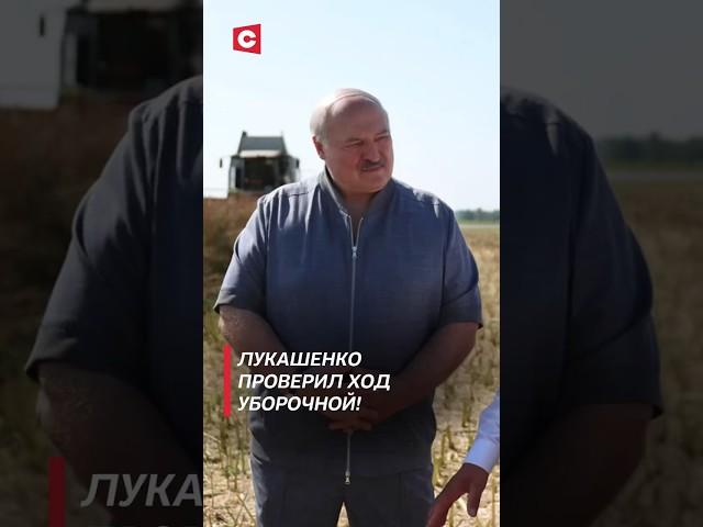 Лукашенко проверил ход уборочной! #лукашенко #беларусь #уборочная #политика #новости