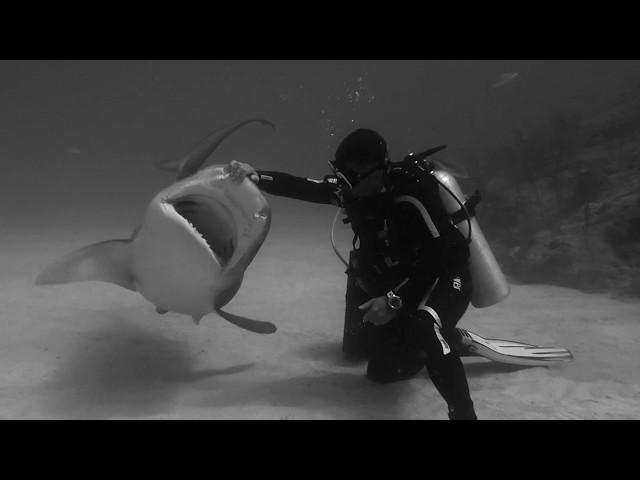 Bucear con tiburones sin protección | Karlos Simon | TEDxTorrelodones