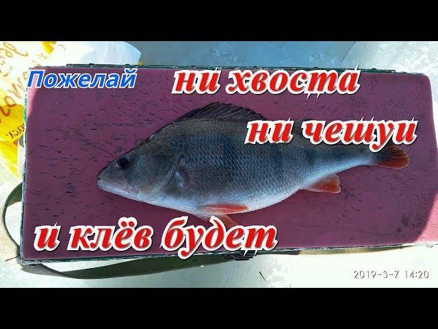 Рыбалка на Оке. Канун 8 марта. Ни хвоста, ни чешуи.