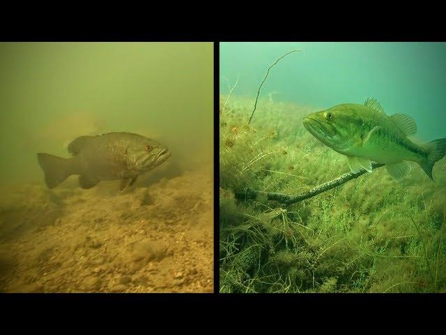 5 Rules: Largemouth vs. Smallmouth Bass