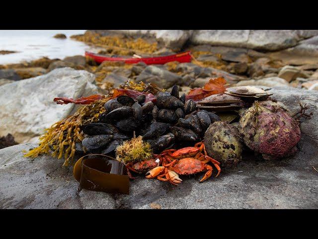 Coastal Foraging in Nova Scotia | Catch N' Cook Island Camping