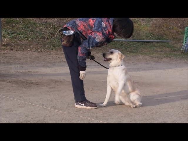 清水警察犬・家庭犬訓練所ラブラドール　ミント動画