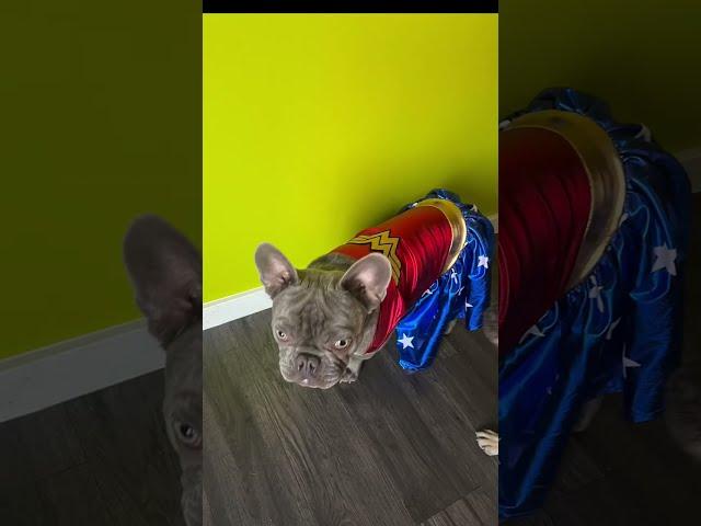 George G The Frenchie As A Puppy #frenchie #puppy #dogdad