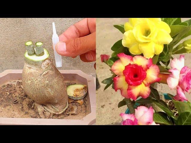 Simple Method To Graft Desert Rose | How To Graft Adenium Plant