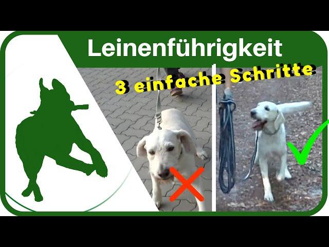 LEINENFÜHRIGKEIT: dem Hund in 3 SCHRITTEN das Leine ziehen abgewöhnen - ganz einfach