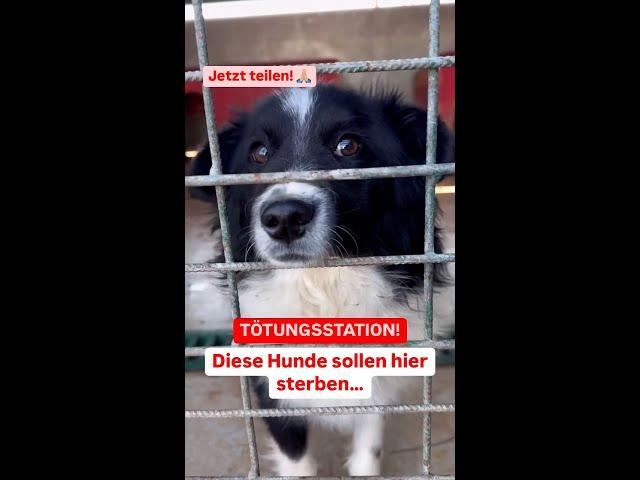 Hunde in der Tötungsstation – Wir brauchen DEINE Hilfe!  Spende und rette Leben! 