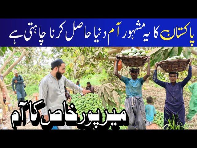 This Pakistani Mango Rules the World – Now Delivered to You! | The king of Mangos