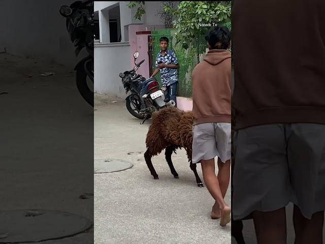 Sheep fighting practice with tyre #shorts #naiwiktv #sheep